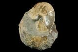 Fossil Ammonites (Sphenodiscus) - South Dakota #144027-5